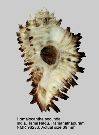 Homalocantha secunda (4).jpg - Homalocantha secunda (Lamarck,1822)